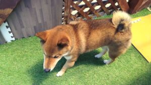 昼のお時間 2024/7/4