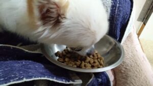 夜のお時間　2024/7/31