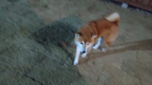 ゆったり夜のお時間　2025/2/26