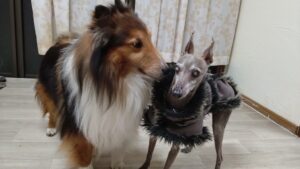 夜のお時間　2025/3/17