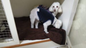 夜のお時間　2025/4/1