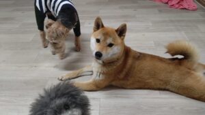 夜のお時間　2025/4/13