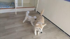 朝のお時間　2025/4/15