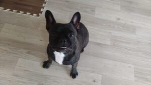 朝のお時間　2025/4/17