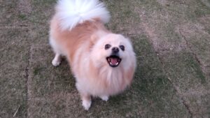 夜のお時間　2025/4/17