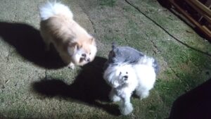 夜のお時間　2025/4/18