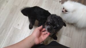 夜のお時間　2025/4/20