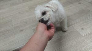 夜のお時間　2025/4/23