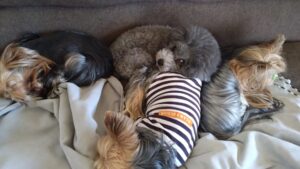 夜のお時間　2025/4/27