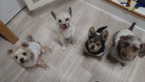 夜のお時間　2025/5/5