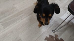 夜のお時間　2025/5/31