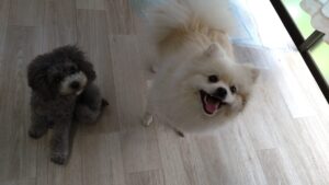 朝のお時間　2025/6/5