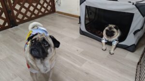 朝のお時間　2025/6/11