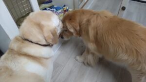 夜のお時間　2025/6/13