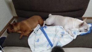 夜のお時間　2025/6/29