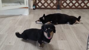 朝のお時間　2025/7/22