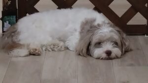 夜のお時間　2025/8/2