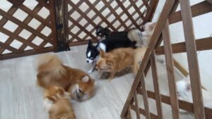 日中のお時間　2025/9/2