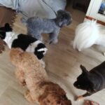 フリースペースのペットホテルセカンドファミリー／午前のお時間　2025年9月30日