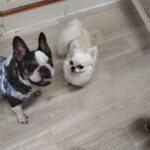 フリースペースのペットホテルセカンドファミリー／夜のお時間　2025年9月30日