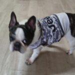 成田空港近郊のペットホテルセカンドファミリー／午前のお時間　2025年10月1日