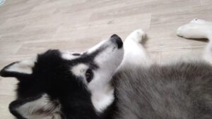 夜のお時間　2025/11/7