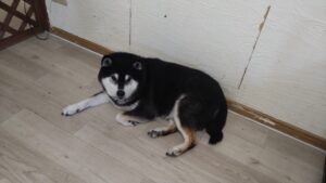 午前のお時間　2025/11/12