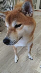 午前のお時間　2025/11/29