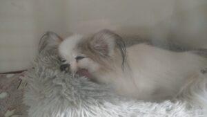 夜のお時間　2026/1/8