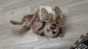 夜のお時間　2026/1/17