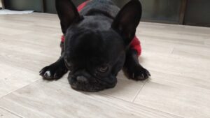 夜のお時間　2026/1/24