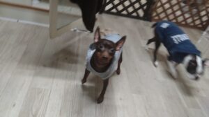 午前のお時間　2026/2/1