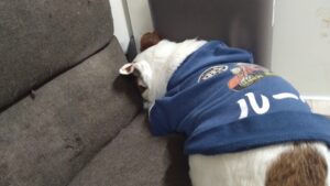 夜のお時間　2026/3/17