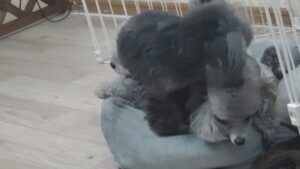 夜のお時間　2026/3/30