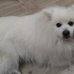 富田市近郊のペットホテルセカンドファミリー　夜のお時間　4/20