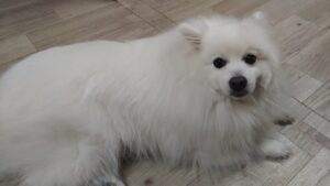 富田市のペットホテルセカンドファミリー　夜のお時間　4/20