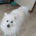 成田市近郊のペットホテルセカンドファミリー　朝のお時間　4/21