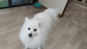 成田市近郊のペットホテルセカンドファミリー　朝のお時間　4/21