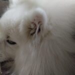 印西市近郊のペットホテルセカンドファミリー　夜のお時間　4/21