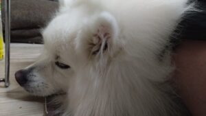 印西市近郊のペットホテルセカンドファミリー　夜のお時間　4/21