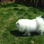 24時間ドッグトレーナー常駐のペットホテルセカンドファミリー　朝のお時間 4/22