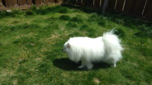 24時間ドッグトレーナー常駐のペットホテルセカンドファミリー　朝のお時間 4/22