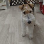 フリースペースのペットホテルセカンドファミリー　夜のお時間　4/22