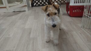 フリースペースのペットホテルセカンドファミリー　夜のお時間　4/22