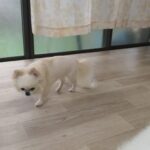 富里市のペットホテルセカンドファミリー　朝のお時間4/23