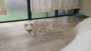 富里市のペットホテルセカンドファミリー　朝のお時間4/23