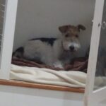 成田空港近郊のペットホテルセカンドファミリー　夜のお時間　4/23