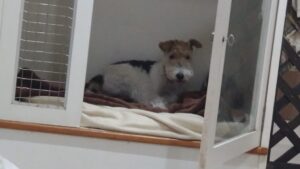 成田空港近郊のペットホテルセカンドファミリー　夜のお時間　4/23