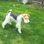 印西市近郊のペットホテルセカンドファミリー　朝のお時間　4/24