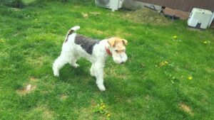 印西市近郊のペットホテルセカンドファミリー　朝のお時間　4/24